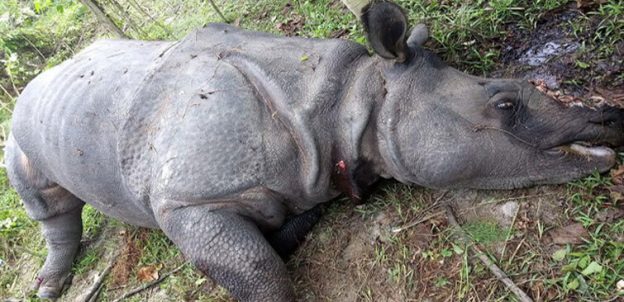 Poachers Escape with Female Rhino’s Horn Who Strayed from Kaziranga