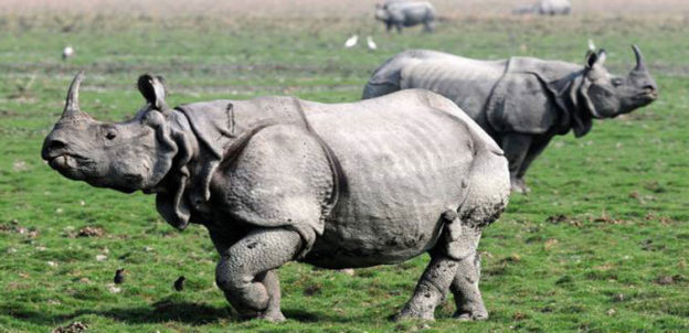 Kaziranga National Park Faces Loss Of 4th One-Horned Rhino For 2018