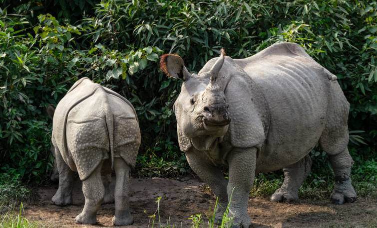 Kaziranga National Park Rhino Assam