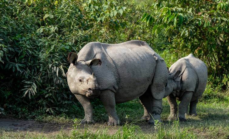 Kaziranga National Park Opening 2024