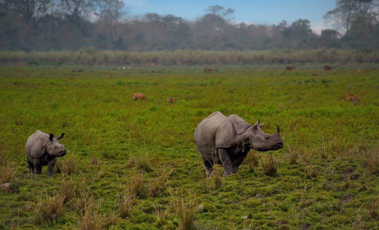 Kaziranga National Park Assam