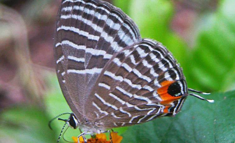 Butterfly in Kaziranga National Park