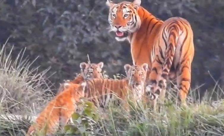 Golden Tiger Family Captured in Kaziranga