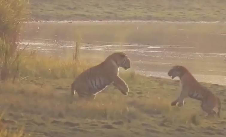 Viral Video: Kaziranga Offers Rare Sighting of Twin Tigers, Leaving Tourists Stunned