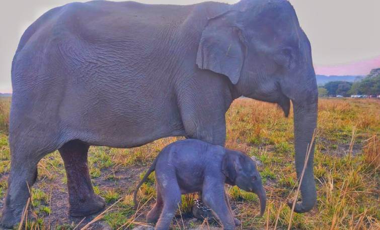 Kaziranga Celebrates New Arrival: Baby Elephant "Gauri" Brings Joy