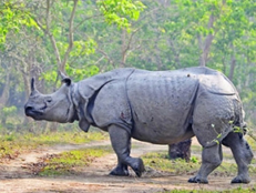 kaziranga-rhino-tour.jpg