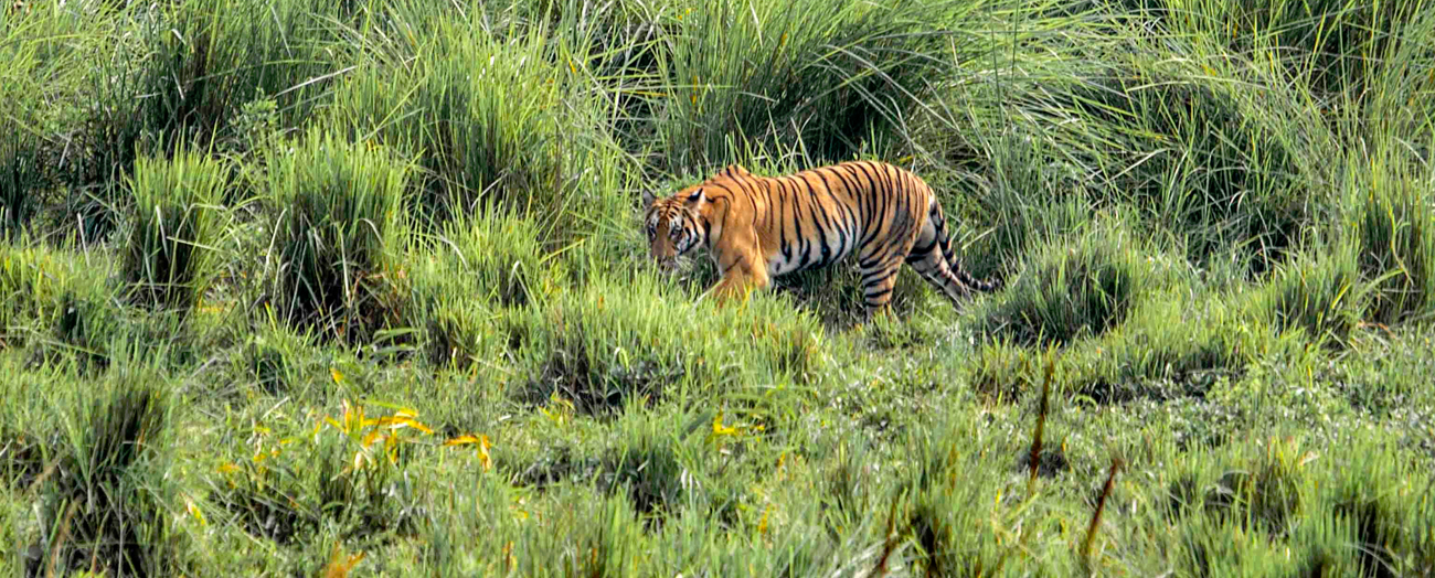 1300px x 524px - Kaziranga National Park & Tiger Reserve Assam, India